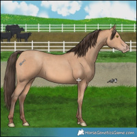 Horse Color:Amber Champagne 