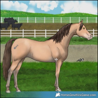 Horse Color:Amber Champagne 
