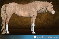 Horse Color:Red Dun Splash  and Red Dun Splash 