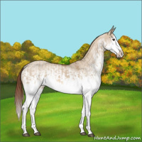 Horse Color:Red Dun Splash and White Spotted Red Dun Splash