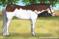Horse Color:Brown Splash Appaloosa 