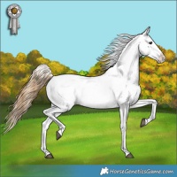 Horse Color:Buckskin Dun Snowcap 