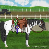 Horse Color:Black Near Fewspot 