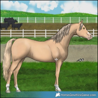 Horse Color:Gold Champagne 