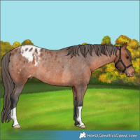Horse Color:Bay Varnish Rabicano 