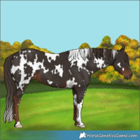 Horse Color:White Spotted Liver Chestnut 