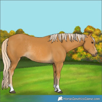 Horse Color:Palomino Rabicano