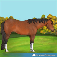 Horse Color:Bay 