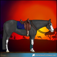 Horse Color:Black Sabino 