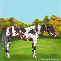 Horse Color:White Spotted Bay 