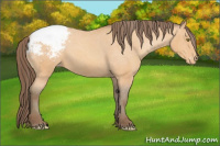 Horse Color:Amber Champagne Snowcap