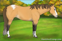 Horse Color:Buckskin Splash Varnish
