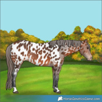 Horse Color:Bay Appaloosa Rabicano 