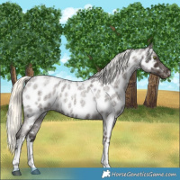 Horse Color:White Spotted Liver Red Roan Mushroom Appaloosa Rabicano 
