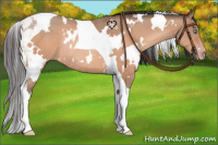 Horse Color:White Spotted Sable Champagne Tobiano Rabicano 