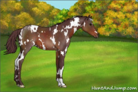 Horse Color:White Spotted Chocolate Brown
