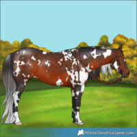 Horse Color:White Spotted Brown 