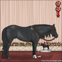 Horse Color:Black Rabicano
