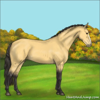 Horse Color:Buckskin 