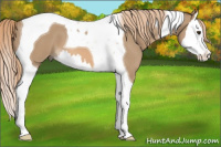 Horse Color:Red Dun Splash Tobiano
