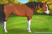 Horse Color:Brown Splash 