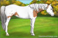 Horse Color:Bay Splash Tobiano Appaloosa 