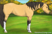 Horse Color:Buckskin
