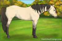 Horse Color:Buckskin Dun
