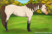 Horse Color:Bay Roan Dun Appaloosa