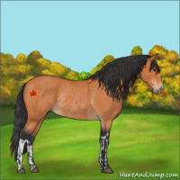 Horse Color:Bay and Bay Rabicano