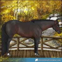 Horse Color:Brown 
