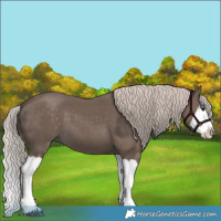 Horse Color:Silver Black Splash 