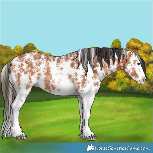 Horse Color:Bay Sabino Splash Rabicano 