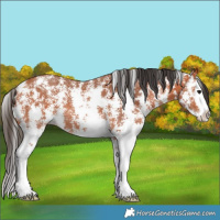 Horse Color:Bay Sabino Splash Rabicano 