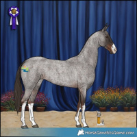 Horse Color:White Spotted Liver Red Roan 