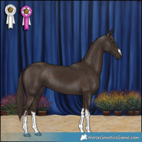 Horse Color:White Spotted Liver Chestnut 