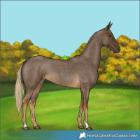 Horse Color:Chocolate Palomino Roan 