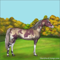 Horse Color:Silver Brown Dun  and Silver Brown Onyx Splash 