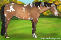 Horse Color:Gray White Spotted Sable Champagne Rabicano 
