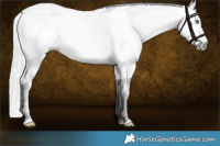 Horse Color:Gray Silver Amber Cream Champagne Near Leopard Rabicano