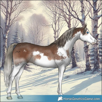 Horse Color:Liver Chestnut Mushroom Sabino Splash 