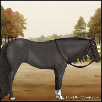 Horse Color:Liver Red Roan 