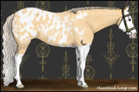 Horse Color:Palomino Roan Splash Appaloosa