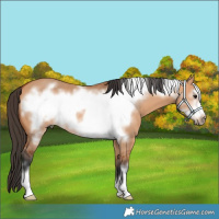 Horse Color:Bay Dun Frame 