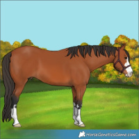 Horse Color:Bay 