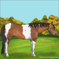 Horse Color:Bay Tobiano 