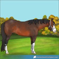Horse Color:Brown 