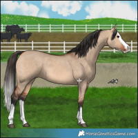Horse Color:Bay Dun Splash 