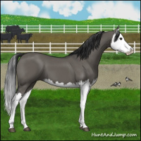 Horse Color:Grullo Splash 