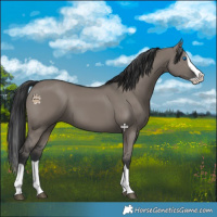 Horse Color:Grullo Splash 